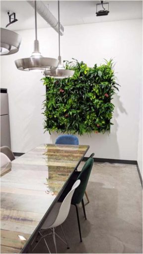 mur vegetal et jardin vertical rafraichissant