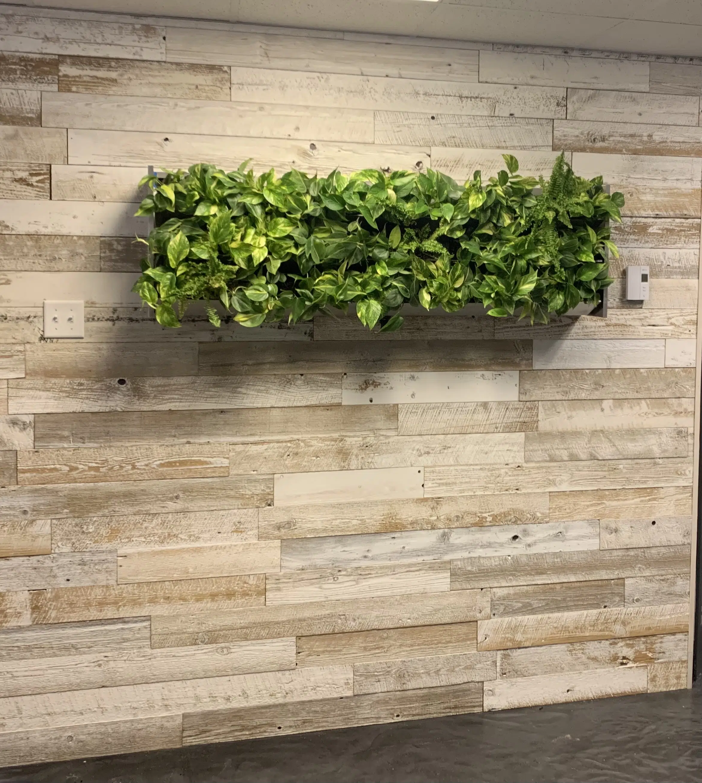 Mur Végétal intérieur - Installation de murs végétaux d'intérieur - mur  végétalisé intérieur