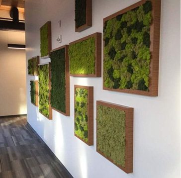 mur végétal mousse intérieur